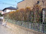 つるバラ剪定・誘引