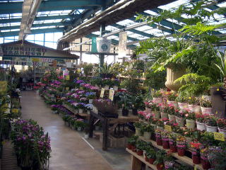 店舗　観葉植物売り場