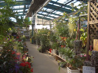 店舗　観葉植物売り場