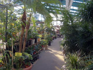 店舗　観葉植物売り場
