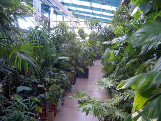 店舗　観葉植物売り場