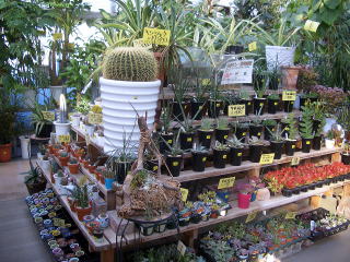 店舗　サボテン　多肉植物売り場