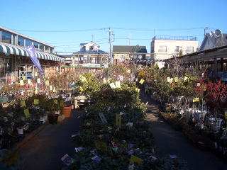 店舗　庭木売り場