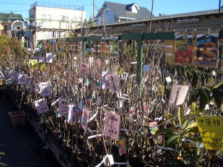 店舗　果樹売り場