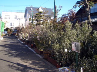 店舗　庭木売り場