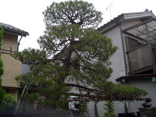 剪定