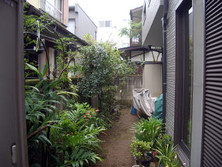 ベニカナメ　剪定　足立区