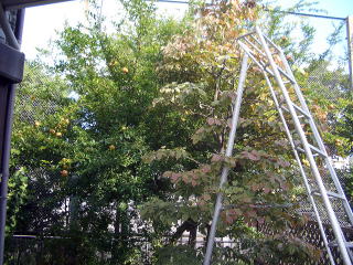 芝刈り　剪定　施肥　除草