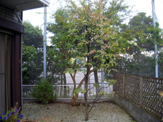 芝刈り　剪定　施肥　除草