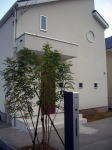 シンボルツリー植栽　芝張り