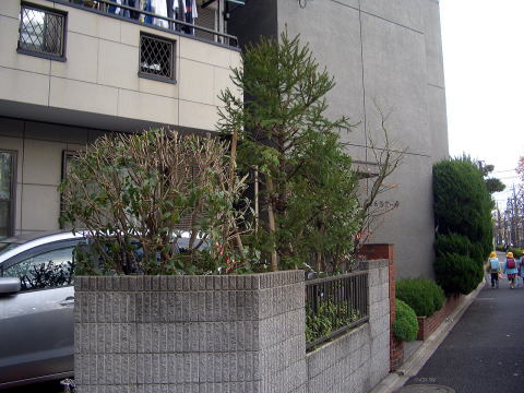 剪定　足立区
