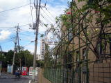 バラ　剪定　整枝　草加市