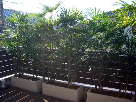ベランダ植栽　