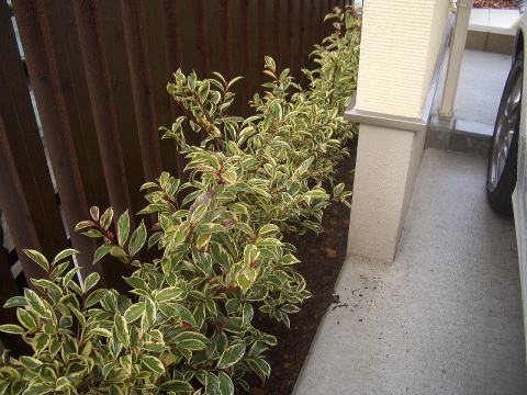 斑入りサカキ植栽