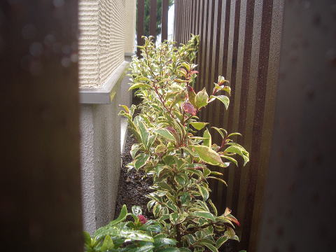 斑入りサカキ植栽