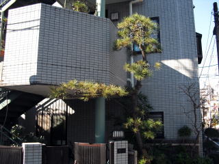 マツ剪定