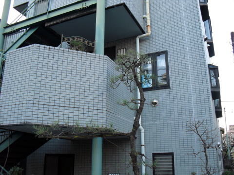 マツ剪定