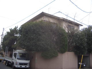 剪定　足立区　キンモクセイ