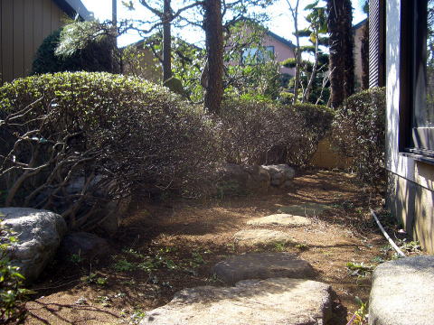 剪定　足立区　サツキ