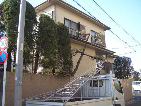 剪定　足立区　カイヅカイブキ