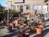 バラ　施肥　植栽　北区