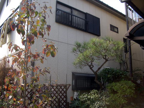 剪定　マツ　ベニカナメ