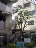 マンション　剪定　消毒　豊島区