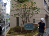 マンション　剪定　消毒　千代田区
