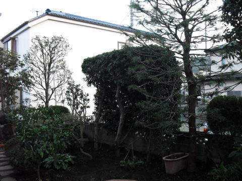 植木　剪定