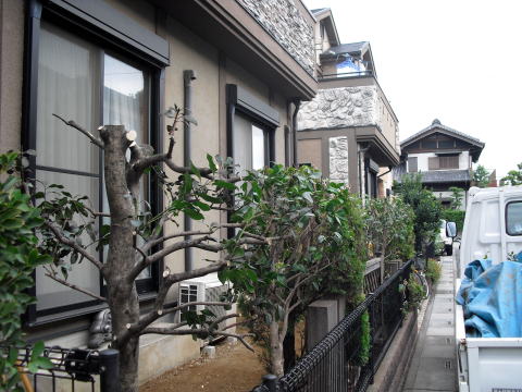 剪定