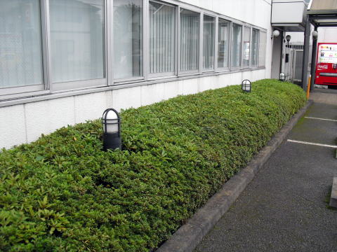 会社　オフィス　剪定