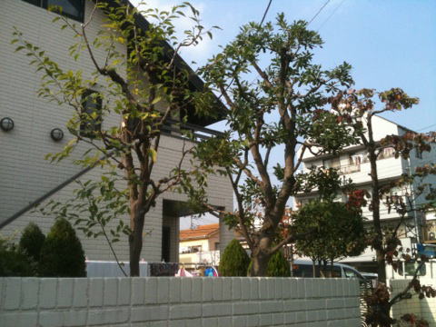 剪定　足立区