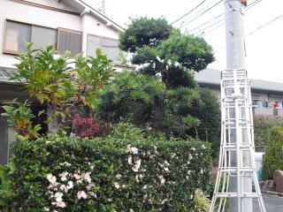 マキ　剪定