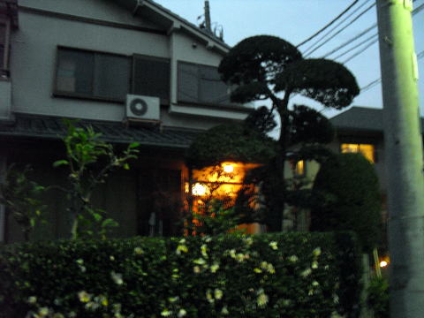 マキ　剪定