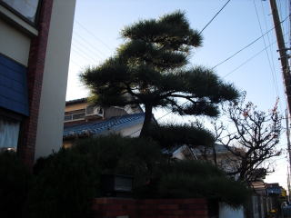 松　剪定