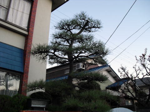 松　剪定