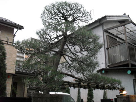 松　剪定