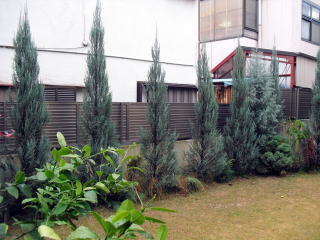 目隠し　コニファー　植栽
