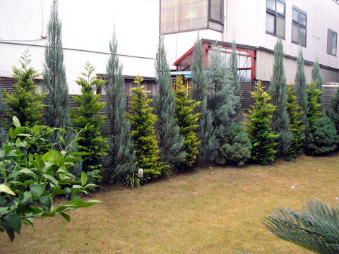 目隠し　コニファー　植栽