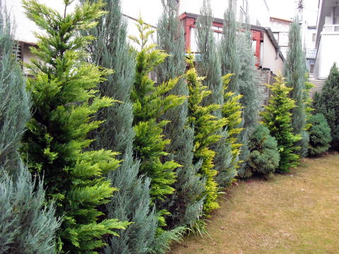 目隠し　コニファー　植栽