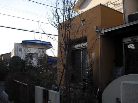 植え替え　ヒメシャラ株立ち