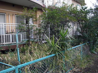 除草　伐採