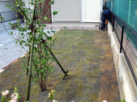 シンボルツリー　ヤマボウシ　芝生