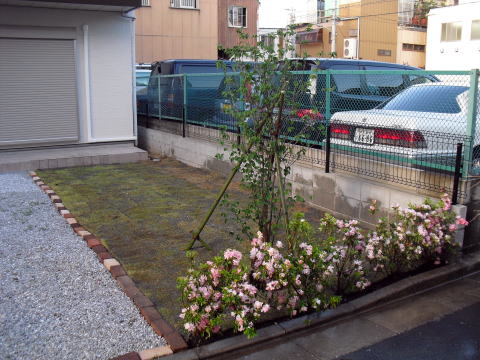 シンボルツリー　ヤマボウシ　芝生