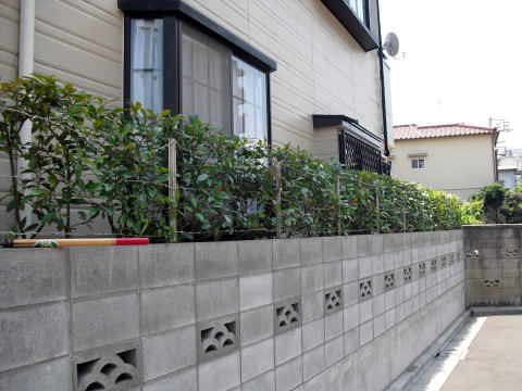 ベニカナメ剪定　段差プレート