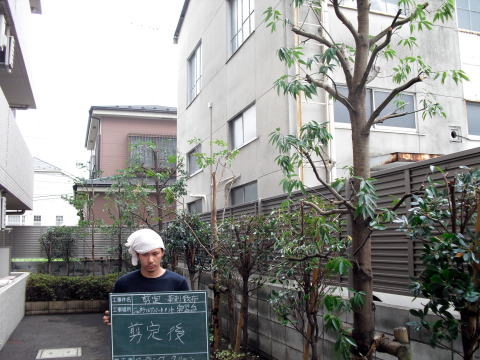 マンション　剪定　薬剤散布