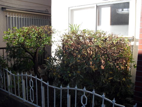 ツツジ　剪定