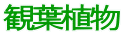 観葉植物 